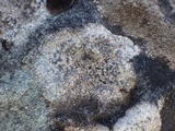 Diplotomma hedinii image
