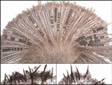 Scutellinia barlae image