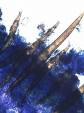 Scutellinia barlae image