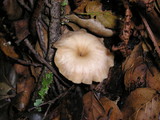 Clitocybe salmonilamella image