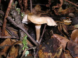 Clitocybe salmonilamella image