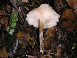 Clitocybe salmonilamella image
