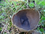 Helvella leucomelaena image