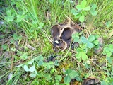 Helvella leucomelaena image