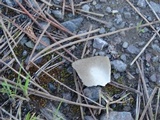 Helvella leucomelaena image