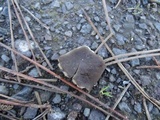 Helvella leucomelaena image