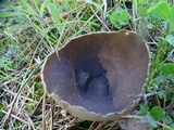 Helvella leucomelaena image