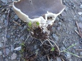 Helvella leucomelaena image