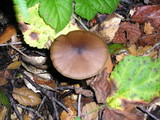 Entoloma hebes image