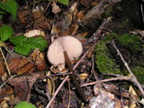 Entoloma hebes image