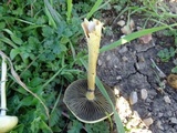 Protostropharia semiglobata image