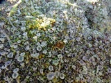 Cladonia pyxidata image