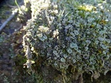 Cladonia pyxidata image