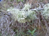 Usnea esperantiana image