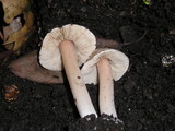 Inocybe albodisca image