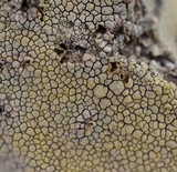 Xylobolus frustulatus image
