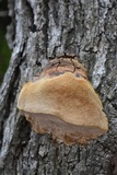 Fomitiporia fissurata image