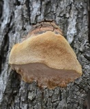 Fomitiporia fissurata image