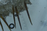 Scutellinia crinita image