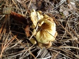 Tapinella panuoides image