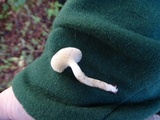 Hygrocybe russocoriacea image