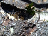 Stereum ochraceoflavum image