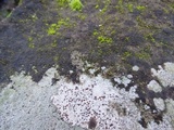 Trapelia coarctata image