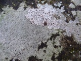 Trapelia coarctata image