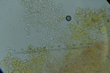 Hypocrea sulphurea image