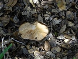 Lactarius argillaceifolius image