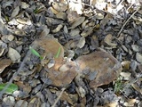 Lactarius argillaceifolius image