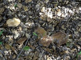 Lactarius argillaceifolius var. megacarpus image