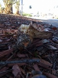 Tricholoma dryophilum image