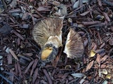Tricholoma dryophilum image