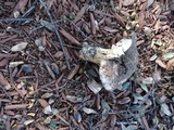 Tricholoma dryophilum image