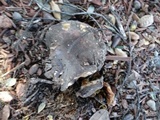 Tricholoma dryophilum image