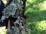 Flavopunctelia flaventior image