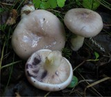 Lactarius uvidus image