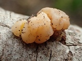 Tremella encephala image