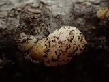 Tremella encephala image