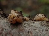 Tremella encephala image