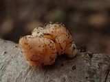 Tremella encephala image