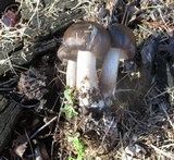 Pluteus petasatus image