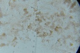 Punctularia atropurpurascens image