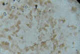 Punctularia atropurpurascens image