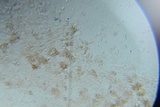 Punctularia atropurpurascens image