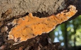 Ceriporia spissa image