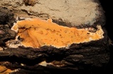 Ceriporia spissa image