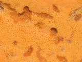 Ceriporia spissa image