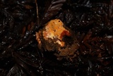 Ceriporia spissa image